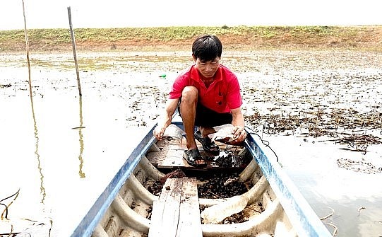 Dưới đồng nước này, có hàng tấn cá tự nhiên các loại, chỉ cần 1 đoạn lưới ngắn, anh Bình dễ dàng bắt được mấy con cá rô phi khá to.