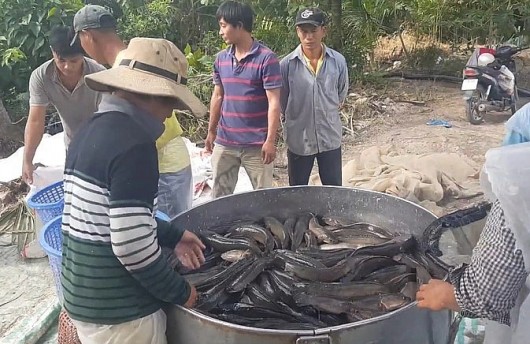 Nghề dụ cá tự nhiên vào ruộng, cá tự lớn thu hàng trăm triệu mỗi năm