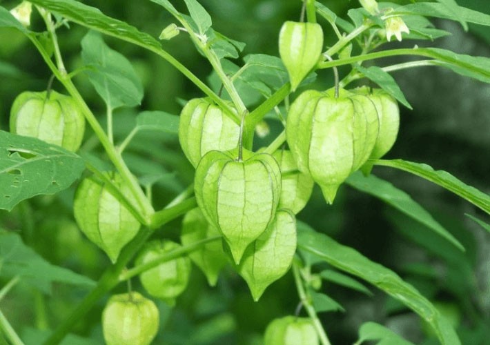 3 loại rau mọc đầy vườn ở Việt Nam nhưng là “thần dược” giá đắt đỏ ở nước ngoài