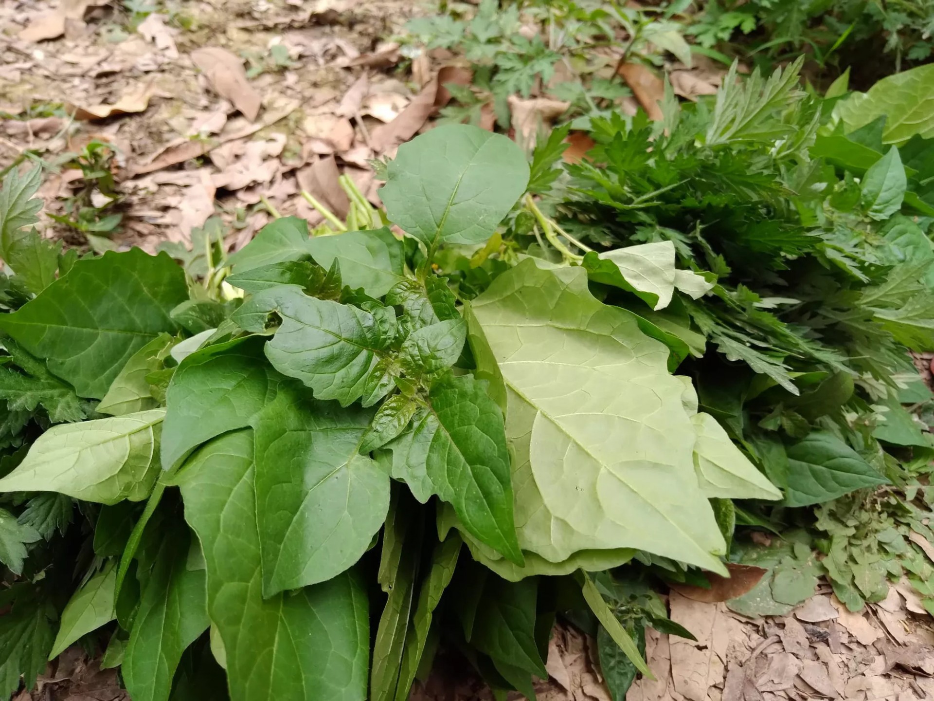 3 loại rau mọc đầy vườn ở Việt Nam nhưng là “thần dược” giá đắt đỏ ở nước ngoài