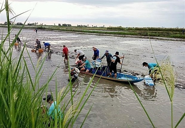 Người dân huyện Hồng Dân (tỉnh Bạc Liêu) thu hoạch tôm trên nền đất lúa. (Ảnh:TTXVN)