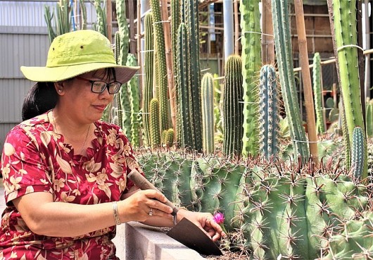 Trồng loại cây xù xì, gai góc, người phụ nữ “đất bảy núi” thu nhập 70 triệu đồng/tháng