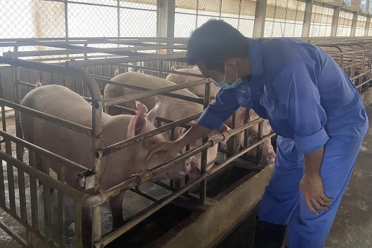 Giá heo hơi hôm nay 26/11 tăng nhẹ, tăng xuất, kìm nhập giúp người chăn nuôi thoát lỗ