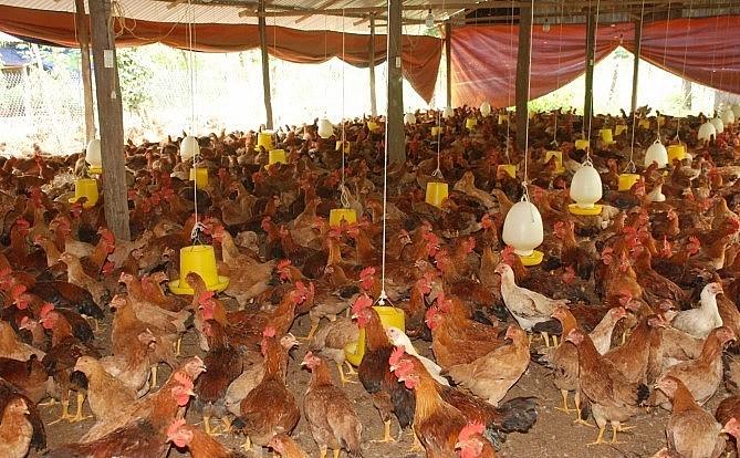 Mô hình nuôi gà thả vườn bán công nghiệp tại xã Thanh Lương.