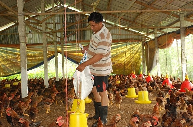 Chăn nuôi gà gặp khó khăn, người nuôi gà ở Thanh Lương đang nỗ lực duy trì đàn gà. Ảnh tư liệu.