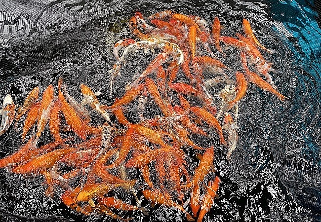 Mặc dù có nguồn gốc từ nước ngoài nhưng trong những năm qua nhiều người làm giàu nhờ cá Koi tại Việt Nam. 