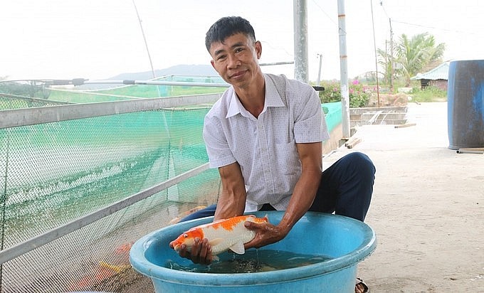 Theo anh Tăng, cá chép Koi Việt Nam có đặc điểm dễ nuôi hơn chép Koi Nhật Bản.