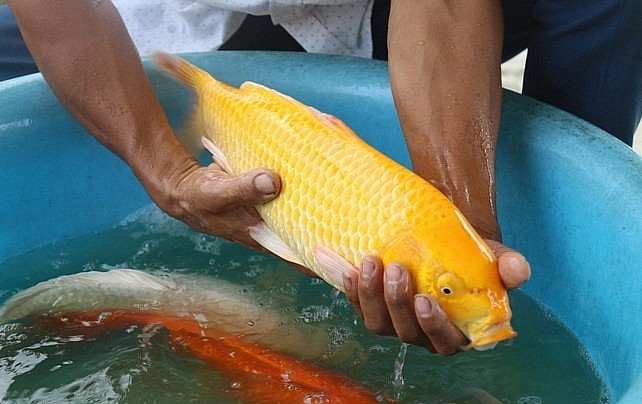 Cá Koi có màu sắc đẹp mắt, thuộc hạng mỹ ngư trong thế giới cá cảnh .