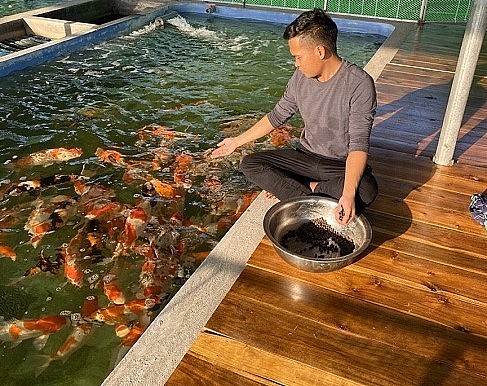Mô hình nuôi cá Koi của anh Vũ Văn Quân xuất bán ra thị trường khoảng 30.000 con cá Koi Việt Nam và Nhật Bản mỗi năm.