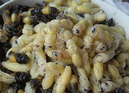 Loại côn trùng nhìn phát sợ trở thành đặc sản, 500.000 đồng/kg vẫn đắt hàng