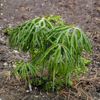 Kỳ lạ cây như cái ô, xưa là “kẻ thù của nhà nông” nay trở thành dược liệu quý 560.000 đồng/kg