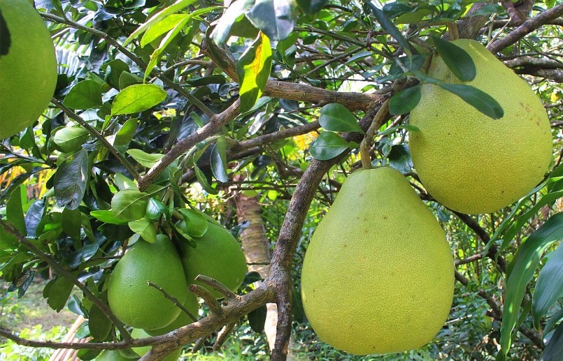 Bưởi Năm Roi là loại trái cây đặc sản nổi tiếng của tỉnh Vĩnh Long.