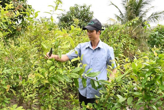 Thầy giáo liều mình "đổ" 500 triệu trồng cây “khắc tinh của tế bào ung thư”, bất ngờ có thu nhập 400 triệu đồng/năm