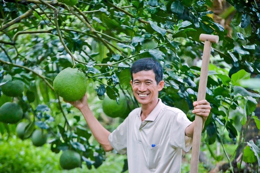 Tin vui cho người trồng bưởi, ngày mai (28/11), xuất khẩu lô bưởi đầu tiên của Việt Nam sang Mỹ
