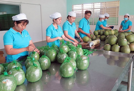 Tin vui cho người trồng bưởi, ngày mai (28/11), xuất khẩu lô bưởi đầu tiên của Việt Nam sang Mỹ