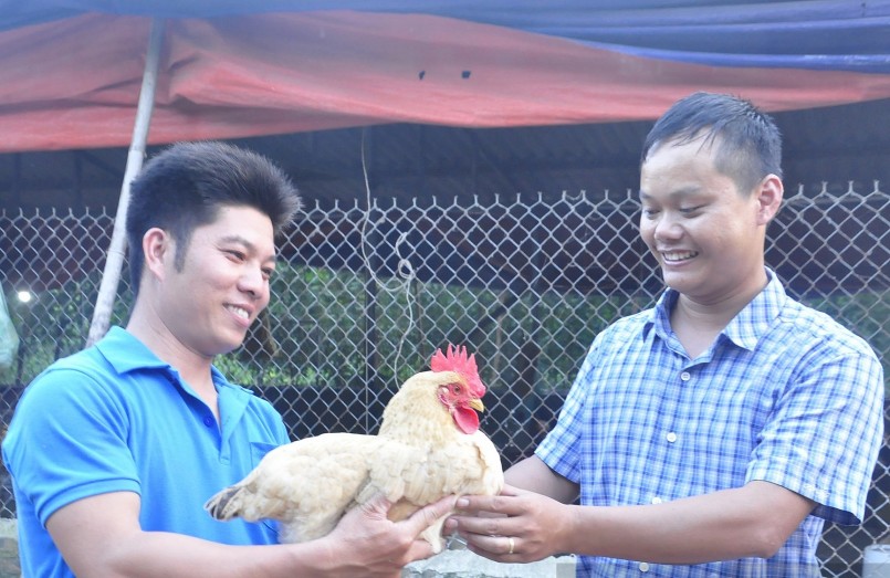 anh Lưu Văn Bình (SN 1991) nuôi gà thả vườn bằng cách cho leo đồi.