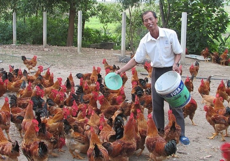 Trang trại gà thả vườn của ông Đỗ Đình Thế nổi tiếng với những lứa gà Tết.