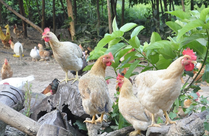 Trại gà của anh Bình gồm dãy chuồng nuôi khá đơn giản, thông thoáng