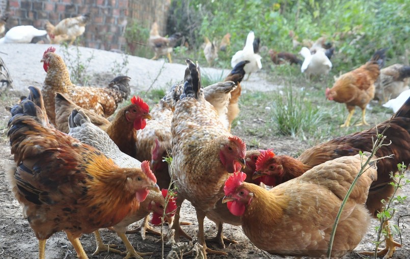 Từ tháng 11 hàng năm, các hộ chăn nuôi gà bắt đầu tính toán cho vụ gà Tết. 