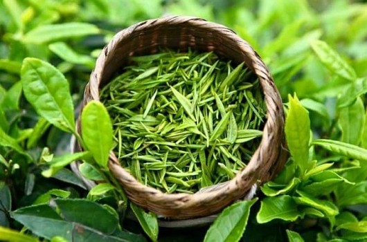 Loại chè ngon nhất Thái Nguyên, giá 4 triệu đồng/kg có gì đặc biệt?