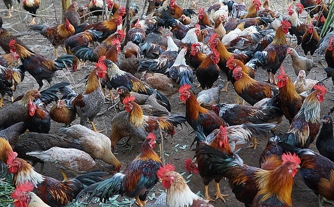 Giống gà tre anh Bình tự lai tạo có màu lông, mào đẹp, thịt thơm ngon và trọng lượng lớn hơn 25% gà tre thuần chủng.