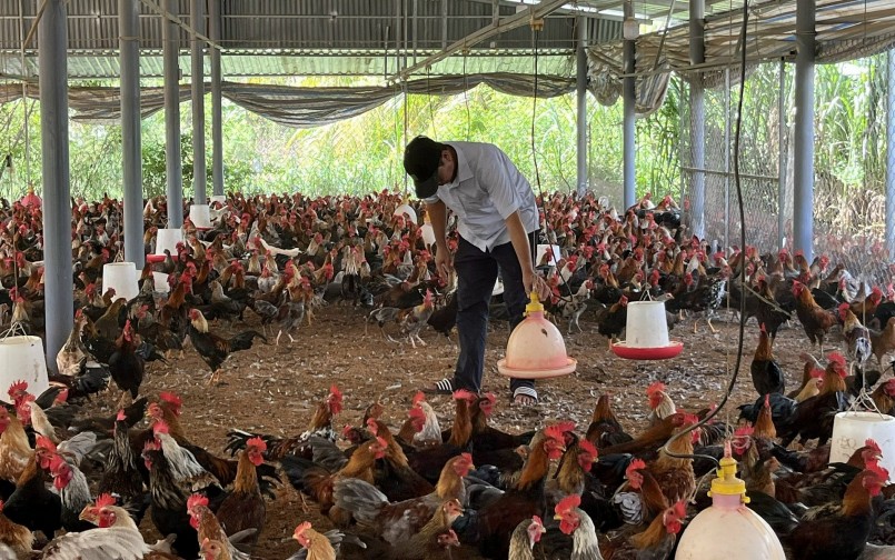 Khởi nghiệp vất vả, khi bắt tay tạo lập trang trại nuôi gà chỉ vỏn vẹn số vốn chừng chục bao cám.