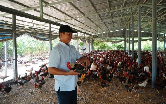 Sở hữu trang trại gà trăm tỷ nhờ giống gà tre đặc biệt, giúp cả vùng làm giàu