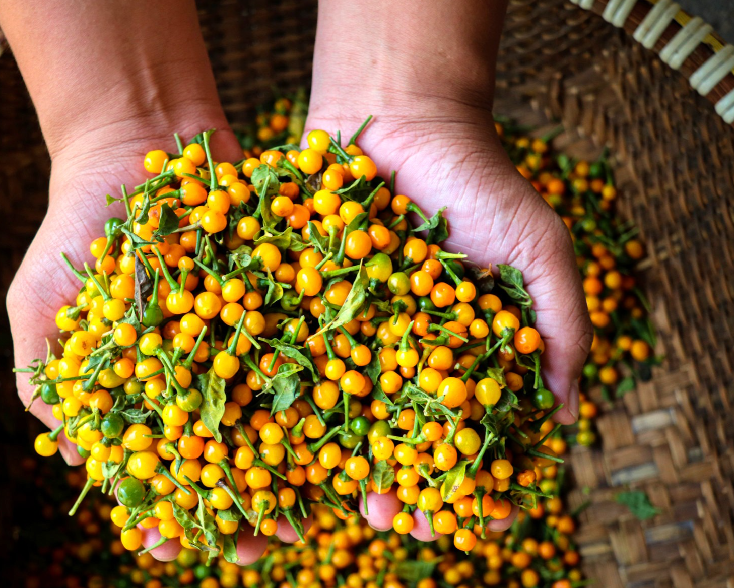 Mỗi năm vườn ớt Peru của anh Tân đạt năng suất khoảng 400 kg