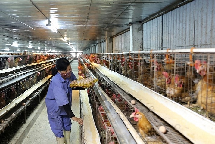 Trang trại nuôi gà áp dụng công nghệ thông tin vào các khâu kiểm soát nhiệt độ, thức ăn, nước uống trong chuồng nuôi.