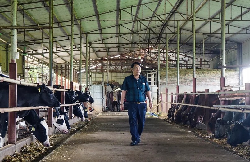Sở hữu trang trại nuôi bò khủng, quay vòng 1.000 con bò mỗi năm, nhưng ông Thắng không cần trồng mét vuông cỏ nào.