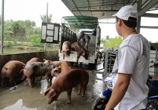 Giá heo hơi hôm nay 28/11 hãm đà tăng, chờ đợi chạm ngưỡng 70.000 đồng/kg trong năm 2023