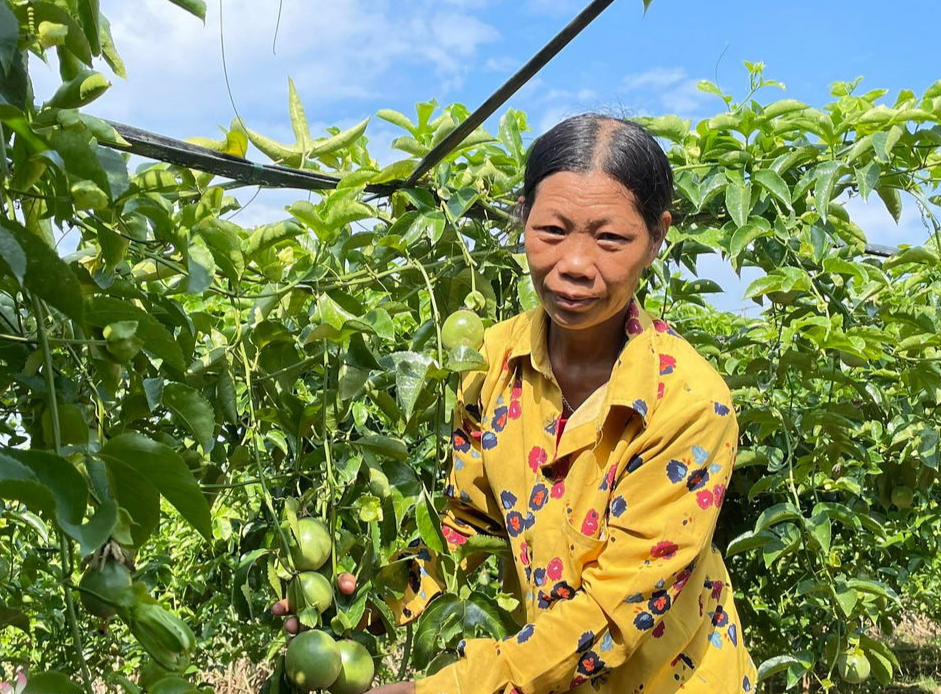 Bà Trương Thị Lài cho biết, cây chanh leo cho thu nhập cao gấp 3 lần so với khi trồng các loại cây truyền thống như ngô, sắn