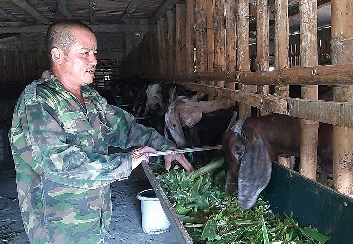 Trên địa bàn xã Kim Hoa hiện có khoảng 70 hộ chăn nuôi dê, với tổng đàn gần 600 con.