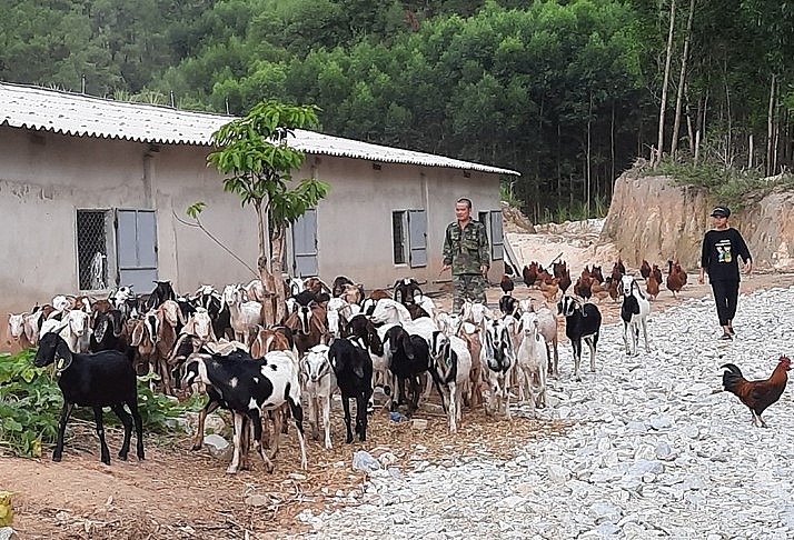 Trang trại nuôi dê Boer quy mô gần 100 con của ông Bùi Xuân Trường ở thôn Hương Thủy (xã Kim Hoa).