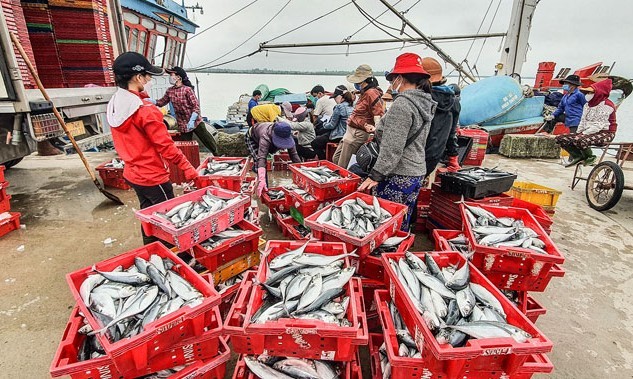 Vụ cá Bắc ở Quảng Trị, ngư dân thu hàng trăm triệu đồng từ ‘lộc biển’