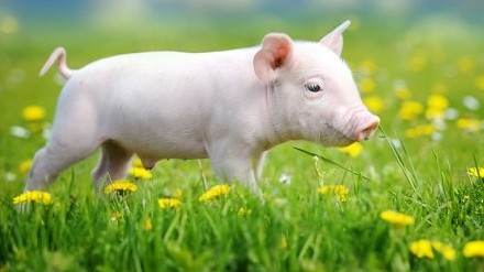 Tử vi hôm nay ngày 28/11/2022: Gọi tên 4 con giáp tiền bạc đổ ào ào về túi