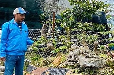 Sưu tầm cây độc lạ tạo dáng bonsai, trai vùng biên thu 300 triệu đồng/năm