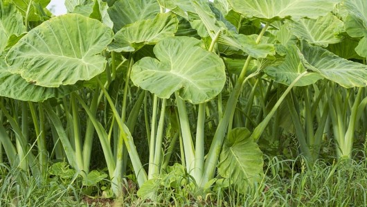 Cây dại mọc khắp nơi ở làng quê thành đặc sản thành phố, 300.000 đồng/kg vẫn đắt hàng