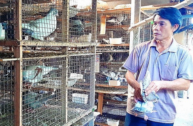 Ông Trần Cao Đệ thiết kế trang trại nuôi gà và chim bồ câu sử dụng đệm lót sinh học, mỗi năm thu gần 4.00 triệu đồng.