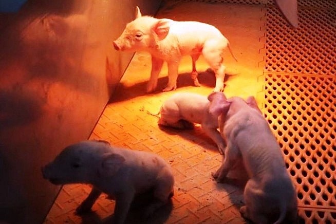 Cận cảnh những con lợn nuôi trong khách sạn lợn 26 tầng tại Trung Quốc.