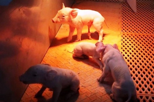 Kinh ngạc với khách sạn siêu sang 26 tầng, mỗi năm nuôi 600 nghìn con lợn