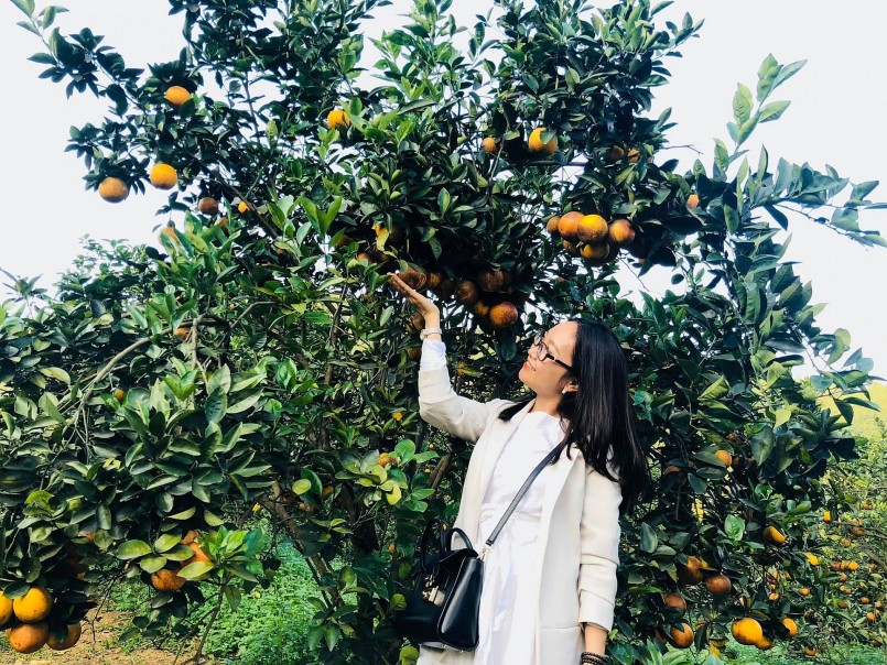 Du khách trải nghiệm tại vườn cam Thượng Lộc