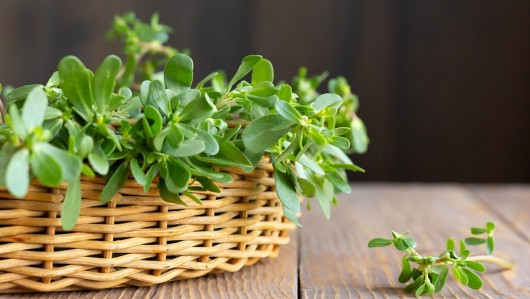 Thứ rau dại xưa “cứu đói” cho nhà nghèo, nay thành đặc sản 40.000 đồng/kg vẫn được săn lùng