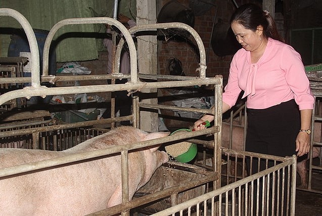 Tỉnh Bình Định đang tích cực hỗ trợ người nuôi heo phòng dịch và chủ động tái đàn heo.