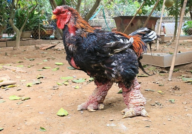 Gà Đông Tảo từ lâu đã được xem là giống gà quý hiếm thuần chủng của Việt Nam, thường được dùng để tiến vua vào thời xa xưa.