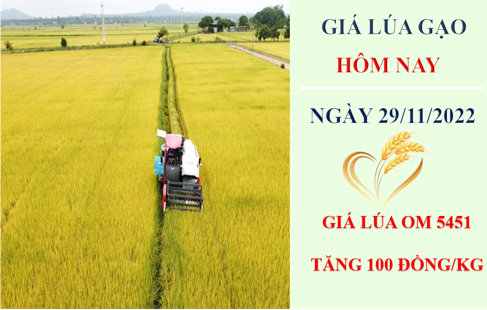 Giá lúa gạo hôm nay 29/11/2022: Lúa OM 5451 tăng 100 đồng/kg