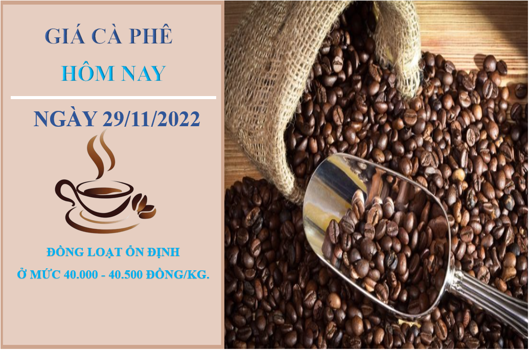 Giá cà phê hôm nay 29/11/2022: Ổn định tại các vùng trọng điểm