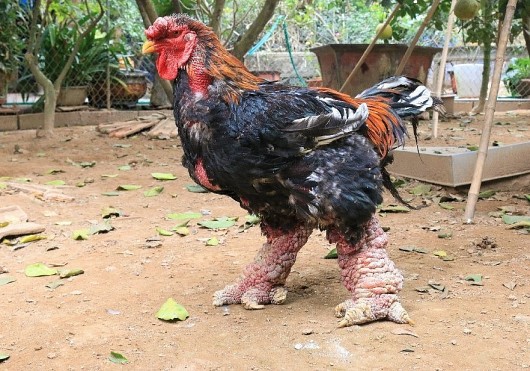 Vì sao giới nhà giàu cứ nhất quyết mua gà Đông Tảo, dù có giá 50 triệu đồng/con?