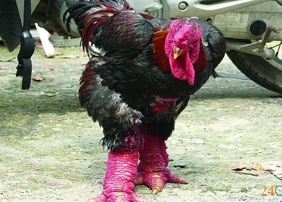 Một con gà Đông Tảo thuần chủng dáng đẹp, chân to có giá hàng chục triệu đồng.