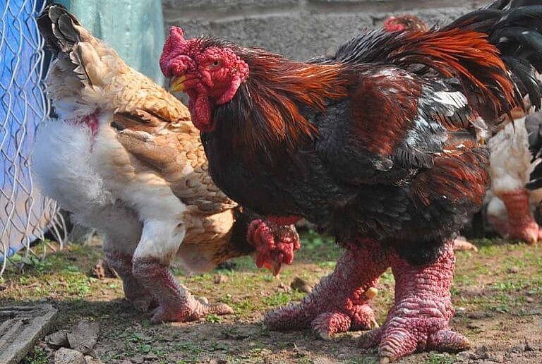 Bí quyết để gà Đông Tảo dáng đẹp, chân to, bên cạnh việc chọn gà bố, mẹ thuần chủng thì cần một chế độ chăm sóc đặc biệt.